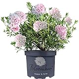 Gardeners Dream Bloombux Rhododendron Pflanze - Immergrüne Sträucher Winterhart - Rosa...