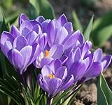 Krokus Zwiebeln, Krokus Zwiebeln GroßBlüTig, Krokusse Zwiebeln Winterhart MehrjäHrig,...