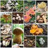 500 pcs pilze pflanzen samen - kräuter samen saatgut gemüse mushroom,fungi,pilz,...