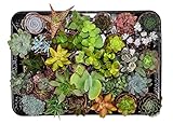 ZynesFlora Mini Sukkulenten Mix im Ø 5.5 cm Pflanztopf - 30 Stück - Succulenten...