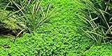 AquaOne Aquarium Pflanze Hemianthus callitrichoides 'Cuba' I Wasserpflanze...