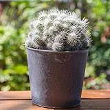15 pcs Kakteen kaktus samen, Kaktus Pflanze, geschenke für gartenliebhaber (Opuntia...
