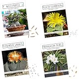 Exotische Kakteen Samen mit hoher Keimrate - Sukkulenten Samen Set für deinen...