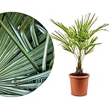 Meine Orangerie Hanfpalme Trachycarpus - Winterharte Palme - Frosthart bis -18...