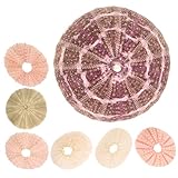 FONDOTIN 7 Teiliges Set Natürlicher Seeigel Pflanzenhalter Aus Muschelschalen...