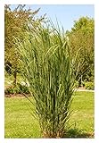5 x Panicum virgatum 'Northwind' (Ziergras/Gräser/Staude/Winterhart)...