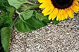 Futterbauer 25 kg Sonnenblumenkerne geschält Neue Ernte 2022