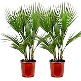 Bloomique - 2er Set - Washingtonia Robusta - Mexikanische Fächerpalme - Palme -...
