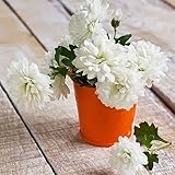 100 pcs chrysanthemen winterhart samen - gartensamen bonsai samen...