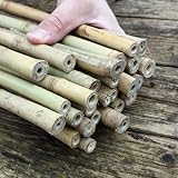 Bambusstäbe - Bambusrohre 105 cm/15-17 mm für Insektenhotel - Pflanzenstütze
