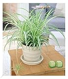 BALDUR Garten Chlorophytum 'Variegatum', 1 Pflanze, Luftreinigende Zimmerpflanze,...