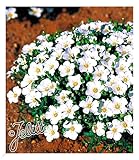BALDUR Garten Bodendecker winterharte Bergsandblume, 3 Pflanzen Arenaria montana...