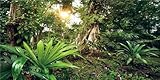 MIRRORANG 120x50cm Deep Forest Terrarium Hintergrund Sonnenschein Tropische Pflanzen...