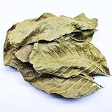 25 STK. Premium Walnussblätter Grün ganz (je 8-15cm) - Laub für Aquarium & Terrarium ...