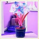 Winterhart zwiebeln, Winterhartes Amaryllis Birne MehrjäHrig,...