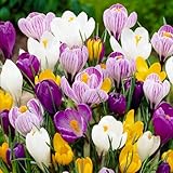 Riesen Krokusse Zwiebeln Mischung, 50 exklusive Blumenzwiebeln, Mix von 5 Sorte aus...