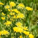 Habichtskraut, exotische seltene Hieracium umbellatum, steingartenpflanzen gartendeko für...