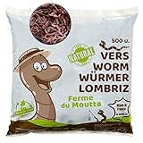 500 Stk. Kompostwürmer (250g) | Regenwürmer Eisenia, kompostieren Sie Ihren organischen...