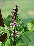 100 Thai Heiliges Basilikum Tulsi Ocimum sanctum Tenuiflorum Herb Blumensamen : Seeds Only