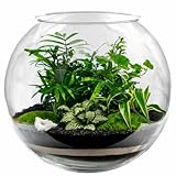 Kugelvase Glas Ø 30cm H: 24,5cm 12L Blumenvase Kugelaquarium Fischschale Fischglas...