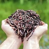 1,000 STK. Kompostwürmer (500g) | Regenwürmer Eisenia, kompostieren Sie Ihren...