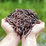 1,000 STK. Kompostwürmer (500g) | Regenwürmer Eisenia, kompostieren Sie Ihren...