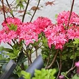 rhododendron pflanze samen winterharte pflanzen für garten, blumendeko azalee bonsai...