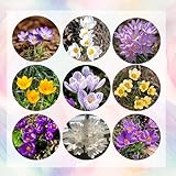 12 pcs krokusse zwiebeln mix, crocus sativus, frühlingsblumen stauden, safran...