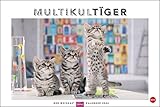 Whiskas Katzenkalender 2024