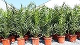 gruenwaren jakubik Palme XXL 180 cm Phoenix canariensis, kanarische Dattelpalme,...