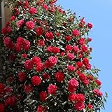 Kletterrose Red Flame in Rot - Kletter-Rose winterhart, stark duftend - Pflanze...