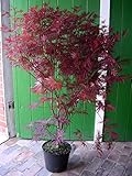 Roter Fächer-Ahorn, Höhe: 120-130 cm, Sorte: A. palmatum Atropurpureum +...