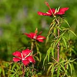 hibiskus pflanze - samen exotische pflanzen blumendeko balkon deko blumen garten...