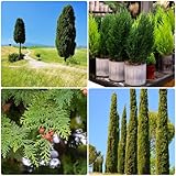 300 pcs zypresse samen topfpflanzen plants zypressen pflanzen winterhart, garten geschenke...