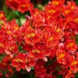 alstroemeria - gartenblumen garten kletterpflanzen winterhart mehrjährig blumendeko...