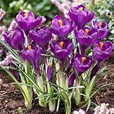 Krokuszwiebeln Flower Record, 50 exklusive Zwiebeln, Sorte aus Holland, echte winterharte...