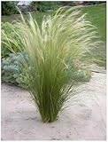 Stauden Gänge 3 x Stipa tenuissima 'Pony Tails' im 1 Liter Topf...