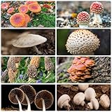 180 pcs pilze samen kräuter pflanzen bonsai topf mushroom,fungi,pilz, kräutergarten...