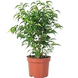 Birkenfeige 'Natasja' verzweigt - pflegeleichte Zimmerpflanze, Ficus benjamini - Höhe ca....