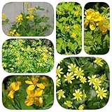 250 pcs Schöllkraut Pflanze Samen - Chelidonium majus - kräutertopf balkon,...