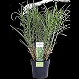Hello Plants Miscanthus Sinensis Strictus Aufrechter Zebraschilf Süßgräser im Ø 19 cm...