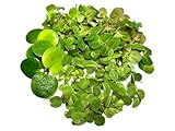 Algenkiller Schwimmpflanzen 3er Set für dein Aquarium, Limnobium, Phyllantus fluitans und...