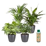 vdvelde.com - Ecoworld Grüne Zimmerpflanzen Echt - 4er Set Pflegeleicht und...