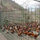 HWLL Maschendrahtzaun In Kunststoff Getauchter Hühnerdrahtzaun, Geflügelnetzkäfigzaun...
