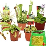 Exotenherz - Starter Set Fleischfressende Pflanzen - 5 Pflanzen + Erde -...