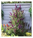 BALDUR Garten Buddleia Straight UP - Butterfly Tower, 1 Pflanze, Sommerflieder,...