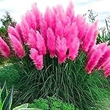 2x Stück Frosthartes Amerikanisches Pampasgras rosa Cortaderia selloana...
