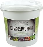 KOMPOSTWÜRMER - 1000 Stück/Eimer - Kompost-Starter Regenwürmer - Eisenia...
