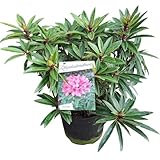 Zwerg-Rhododendron 'Graziella' – Winterharte & Immergrüne Schönheit, ca. 50 cm |...