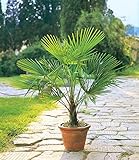 BALDUR Garten Winterharte Kübel-Palmen, 2 Pflanzen, Chinesische Hanfpalme...